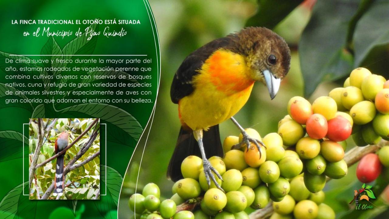 Finca Tradicional El Otono Пихао Экстерьер фото