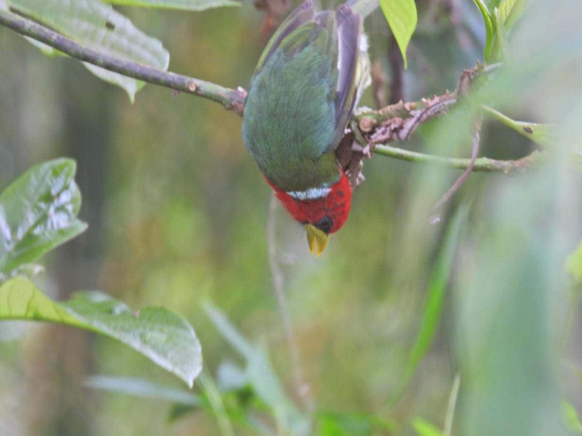 Finca Tradicional El Otono Пихао Экстерьер фото