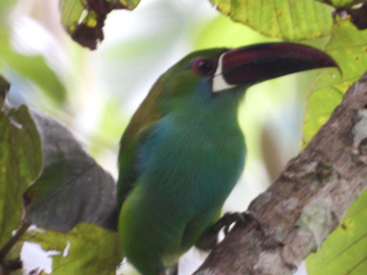 Finca Tradicional El Otono Пихао Экстерьер фото