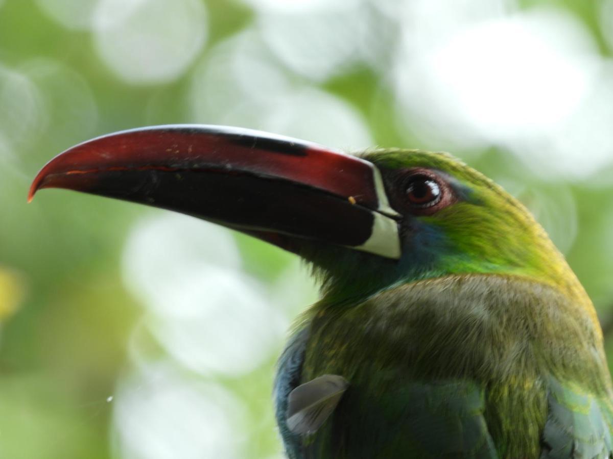Finca Tradicional El Otono Пихао Экстерьер фото