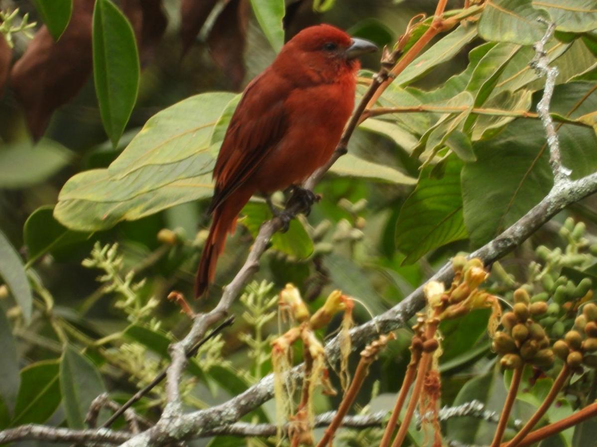 Finca Tradicional El Otono Пихао Экстерьер фото