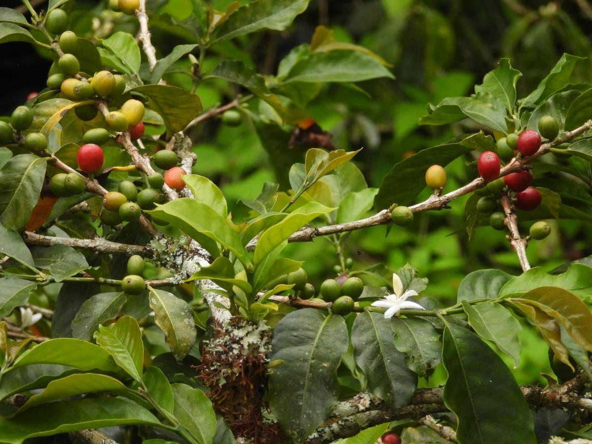 Гостевой дом Finca Tradicional El Otono Пихао Экстерьер фото