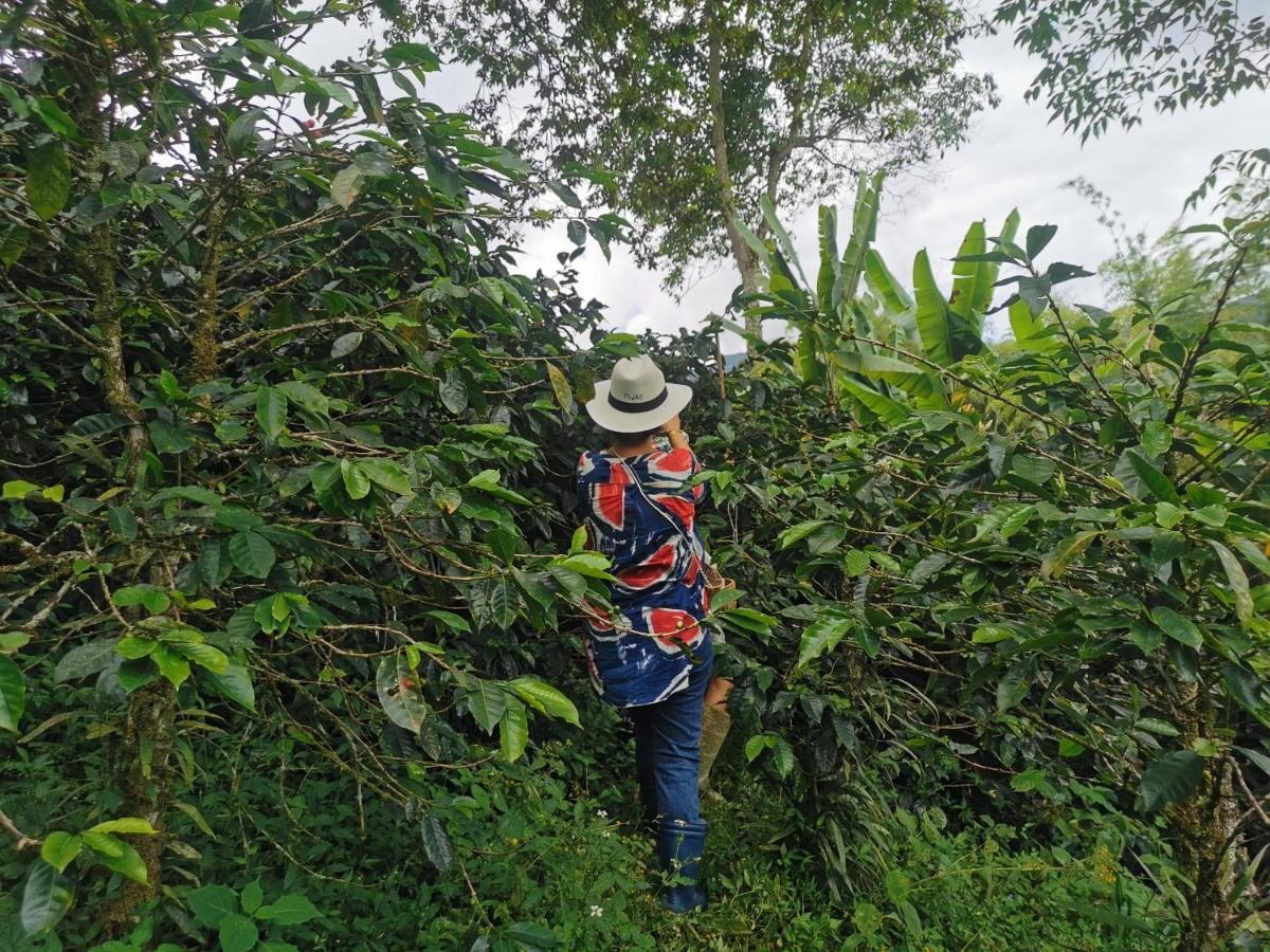 Гостевой дом Finca Tradicional El Otono Пихао Экстерьер фото